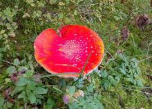 <a href="/actualites/rando-plus-sortie-du-4-octobre">RANDO PLUS - sortie du 4 octobre</a><div class="smartphoto_back_link"><a href="/multimedia">Retour aux albums</a></div><div class="smartphoto_date_album">Album publié le 09/10/2026</div>