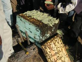 ruche et apiculteurs